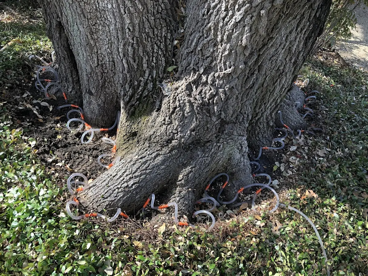 Detailed Tree Cabling and Bracing job site in Beltsville