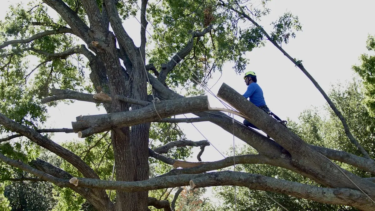 Professional Crown Thinning performed by certified arborists in Beltsville