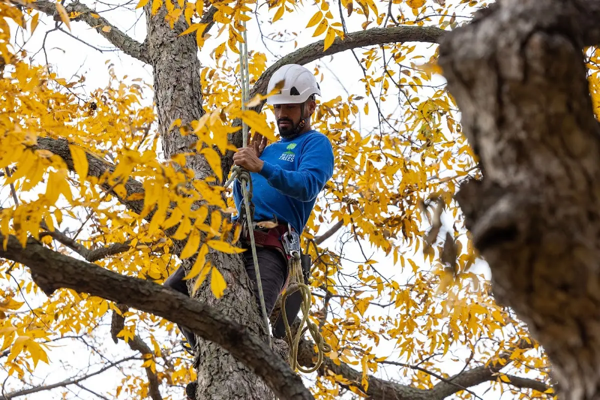 Skilled Tree Transplanting crew working in Beltsville