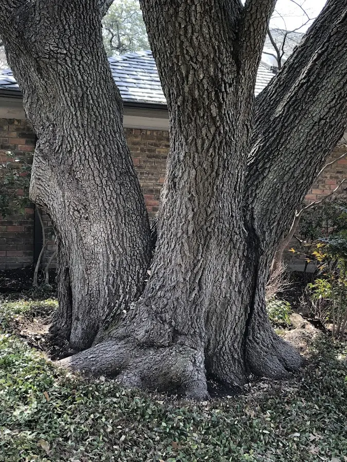 Mature heritage tree close to a Beltsville property cared for by certified arborists
